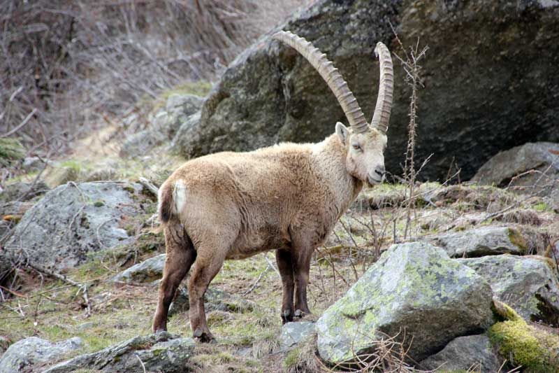 Der Steinbock im Großen Paradis