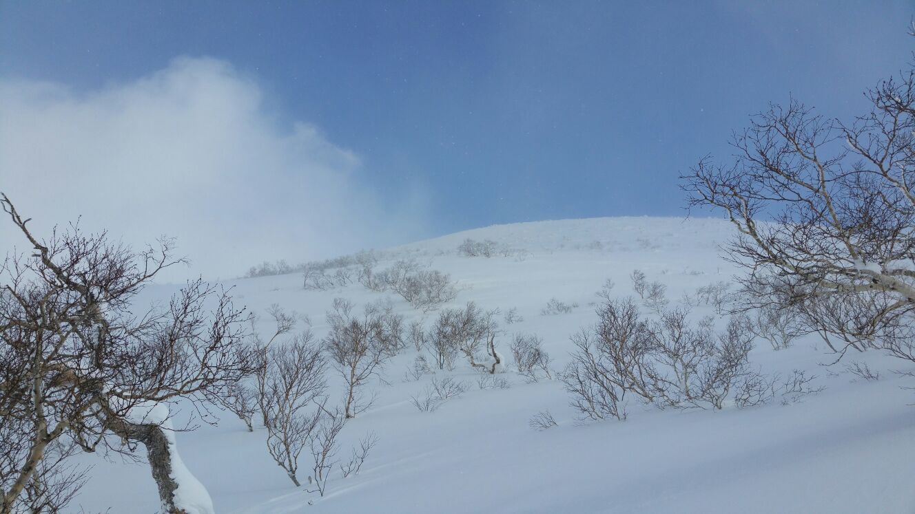 Treeline in Niseko Japan Treeline in Niseko Japan