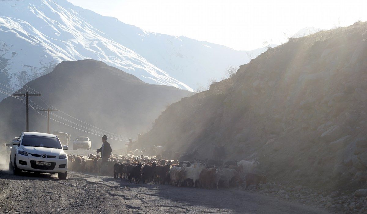 flock of sheep