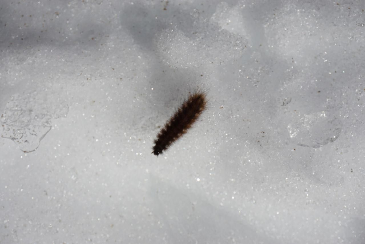 Snow caterpillar Splitboarding at Arlberg wtf does the caterpillar here?