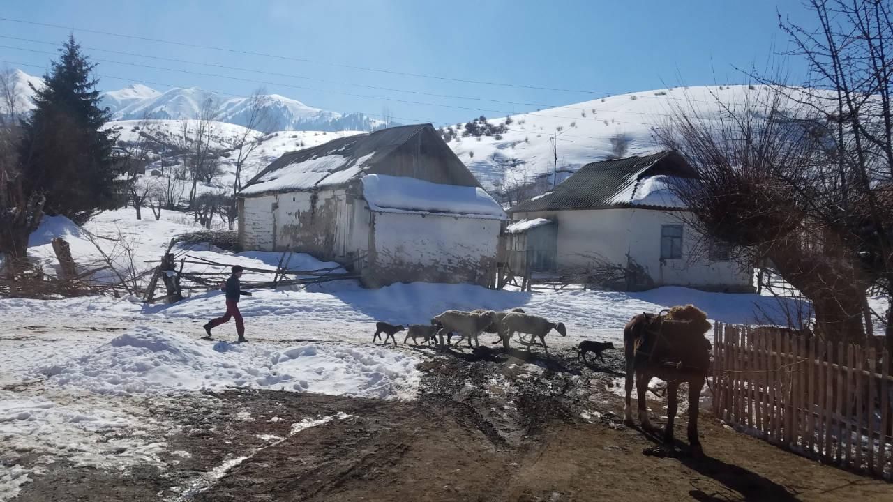 Animals are part of the daily live in Kyrgyzstan Sheeps, Horses, human beings - all together
