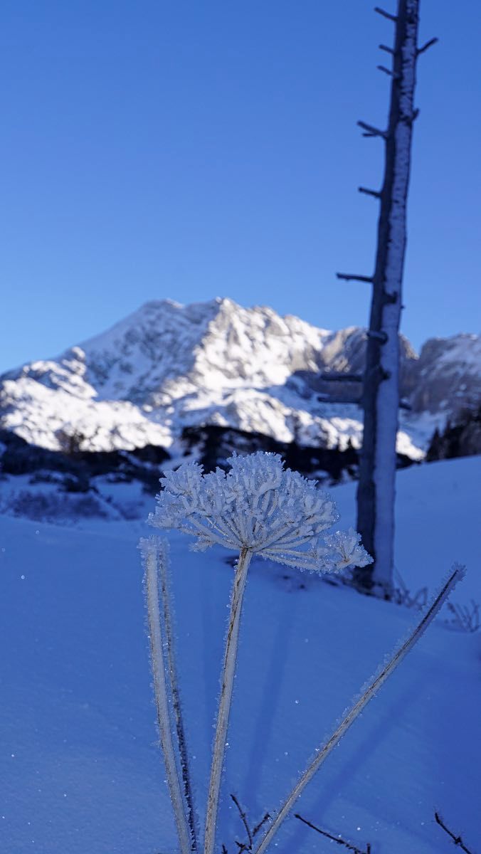 Eine wunderschöne "Eisblume" Eine wunderschöne "Eisblume"