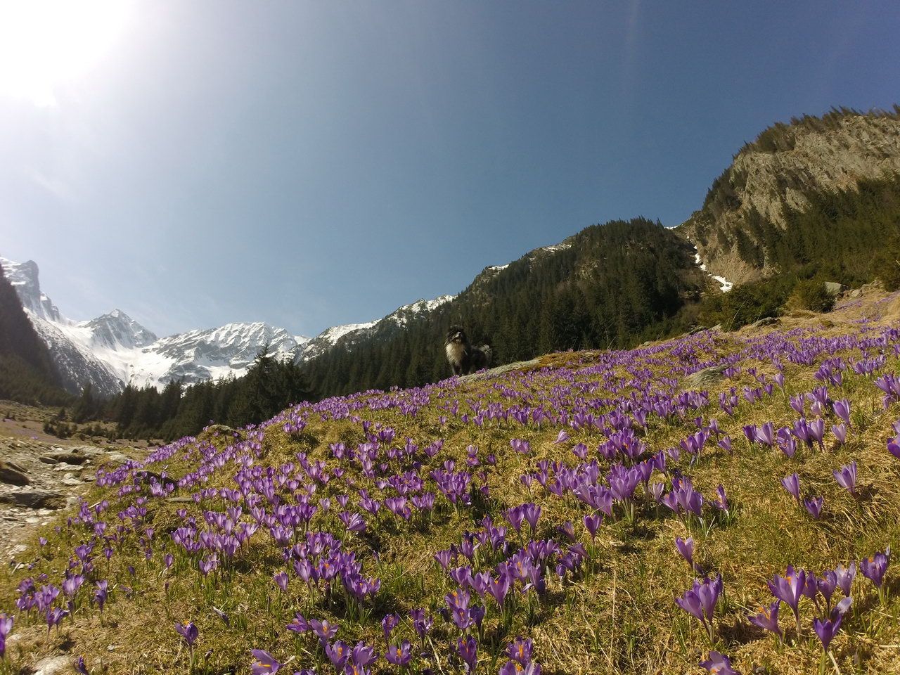 flower meadow flower meadow
