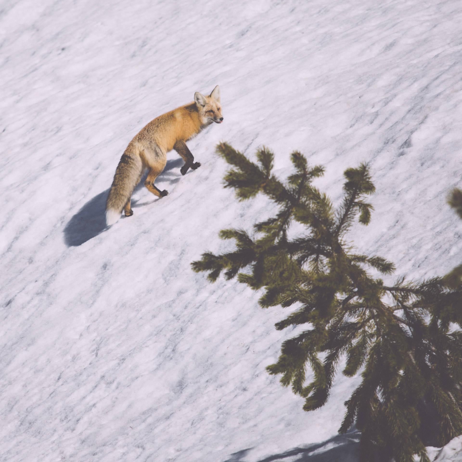 ..und kleine Tiere. Fuchs