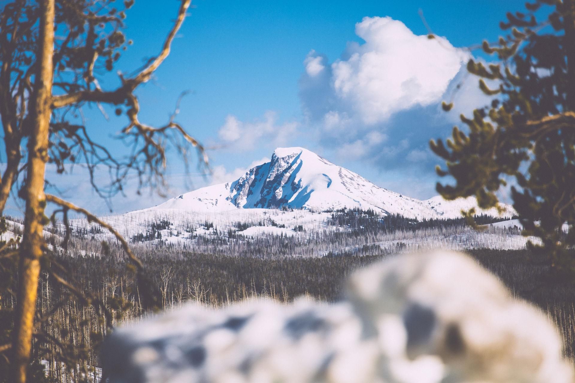 Wolves, Bison & Elk: Accessing Yellowstone National Park