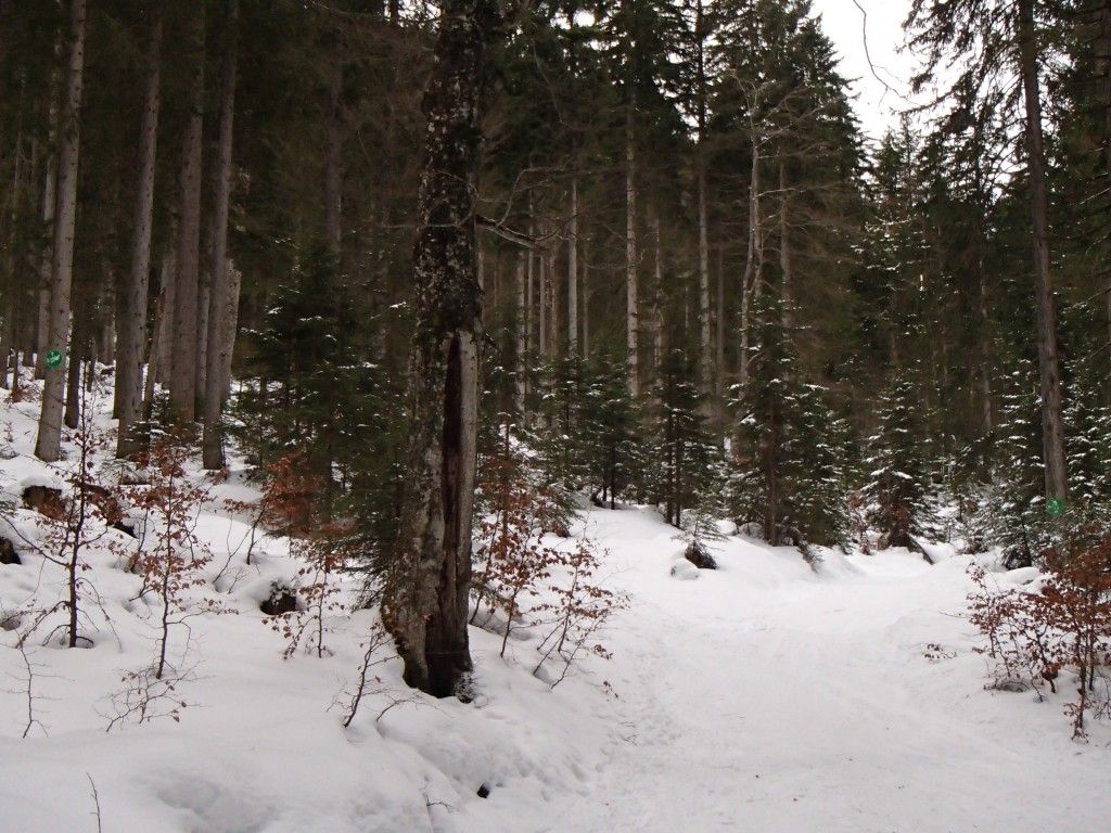 Lösertalerkopf