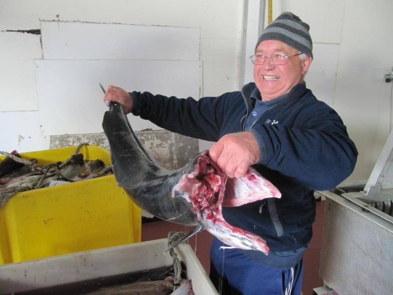 Lyngen frischer Fisch Lyngen frischer Fisch